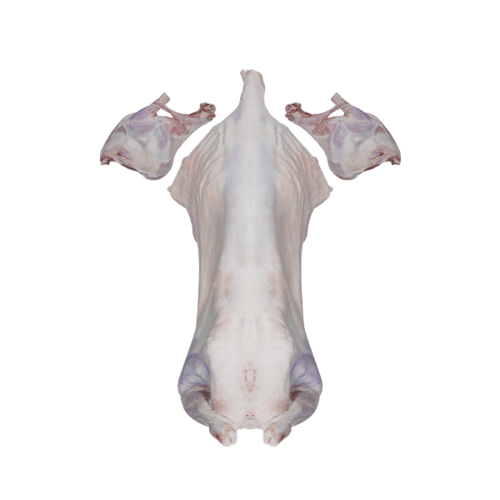 ذبيحة جذع حري 20-24 كيلو