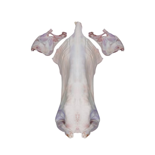 ذبيحة لباني حري 10-14 كيلو