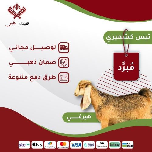ذبيحة هيرفي تيس كشميري باكستاني 10-11 كيلو