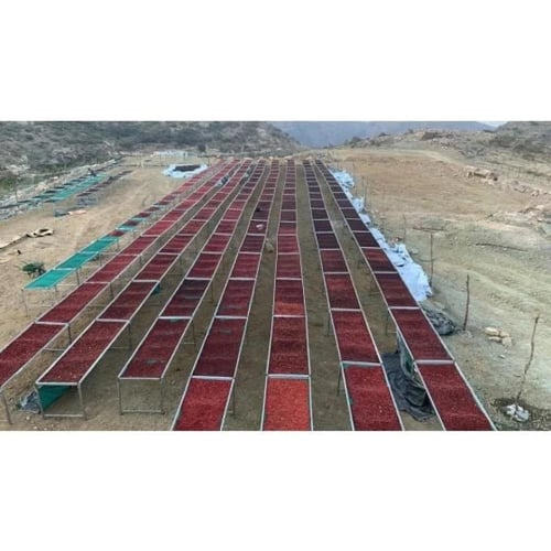 خطوة جمل قهوة اليمن سيله فاخر 250 جرام