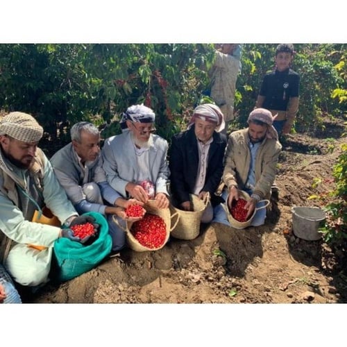 خطوة جمل قهوة اليمن سيله فاخر 250 جرام