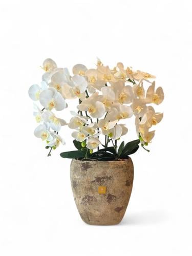 Orchid garden