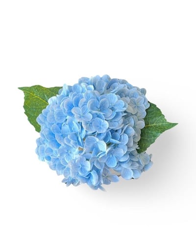هدرانج سماوي -Sky blue hydrangea