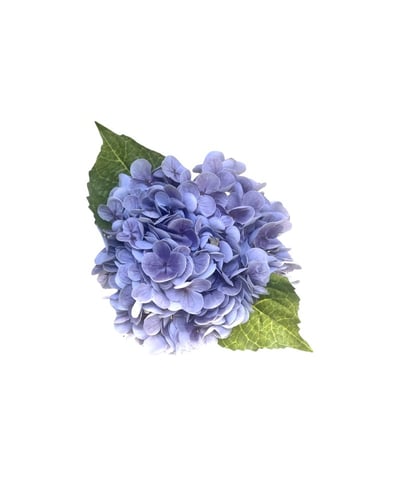 هدرانج بنفسجي - purple hydrangea