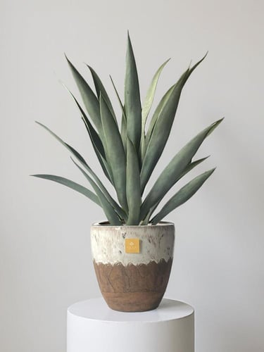 AURA Agave