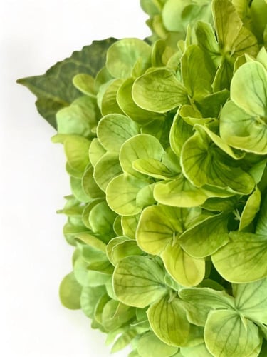 luxury green hydrangea