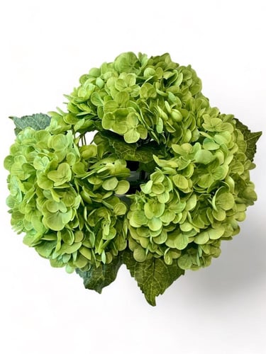 luxury green hydrangea