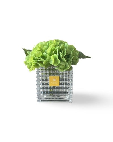 هدرانج أخضر - green hydrangea