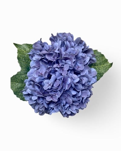 هدرانج بنفسجي- purple hydrangea