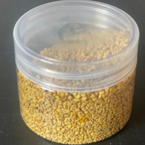 حبوب لقاح الكينا