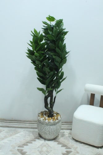 شجر مركن سرميك