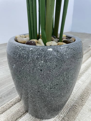 شجر مركن سرميك