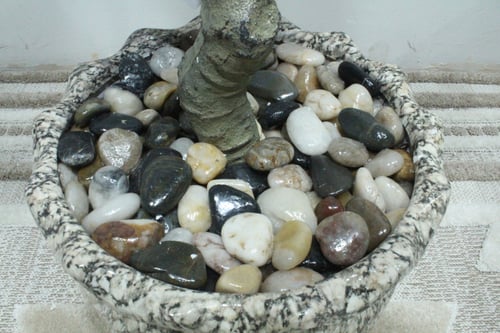 شجر مركن سرميك