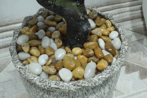 شجر مركن سرميك