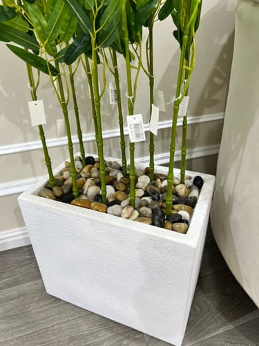 شجره البامبو