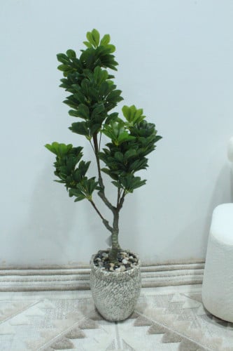 شجر مركن سرميك