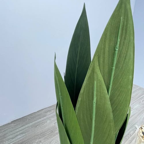 شجر مركن سرميك