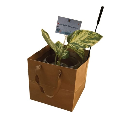 بوكس السعادة + سمك فايتر