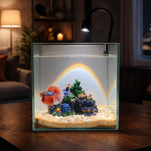 بوكس المرجان