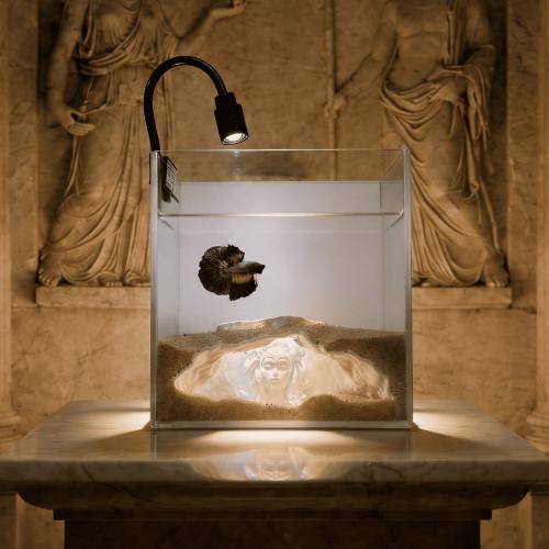 بوكس ميدوسا