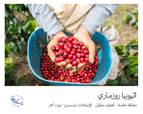 إثيوبيا روزماري - ٢٥٠ غرام