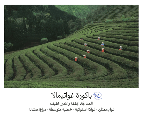 باكورة غواتيمالا - ٢٥٠ غرام