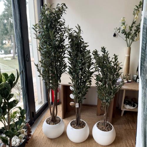 شجره زيتون ابيض