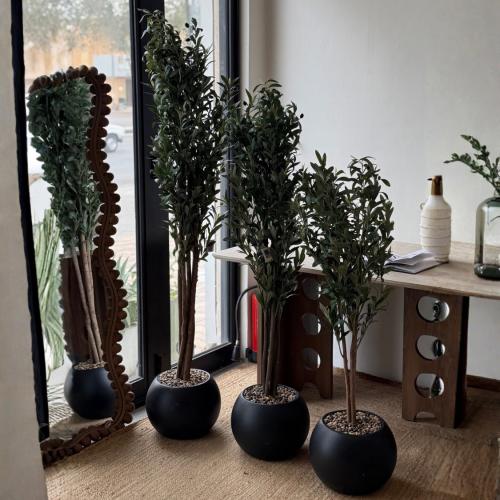 شجره زيتون اسود