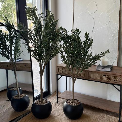 شجره زيتون اسود