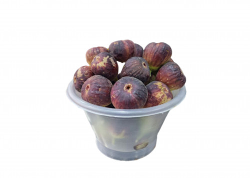 سطل تين الغنام