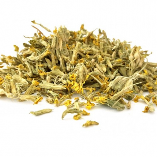 زهرة الربيع