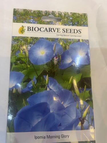 بذور مجد الصباح الزرقاء