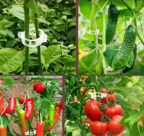 30 مشبك اغصان