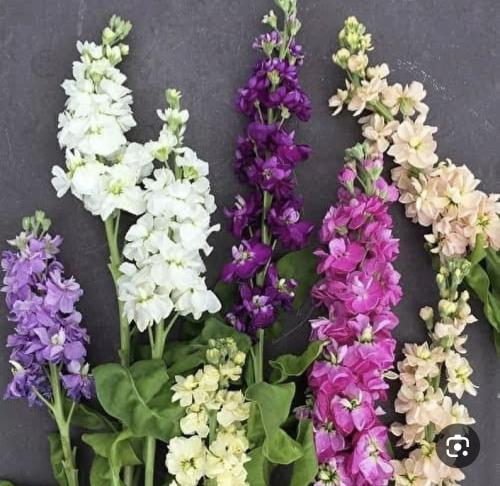 بذور المنثور