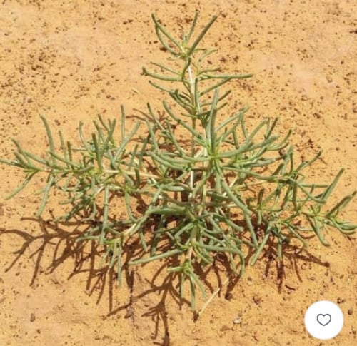 بذور شنان