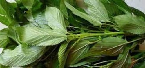 بذور ملوخية