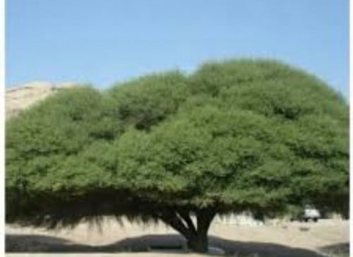 بذور طلح نجدي