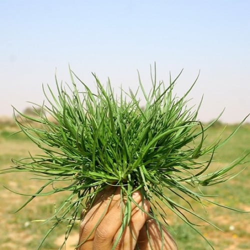 بذور ذعلوق