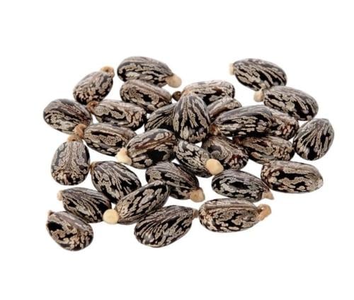 بذور الخروع