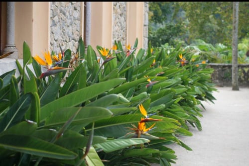 بذور عصفور اوجستا