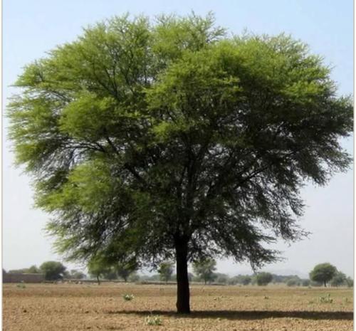 بذور الصمغ العربي