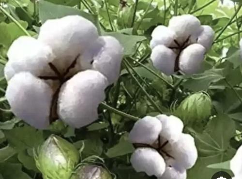 20 بذرة قطن