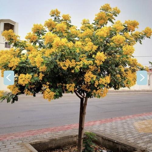 بذور كاسيا جلوكا