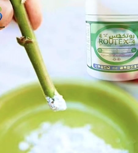 هرمون تجذير