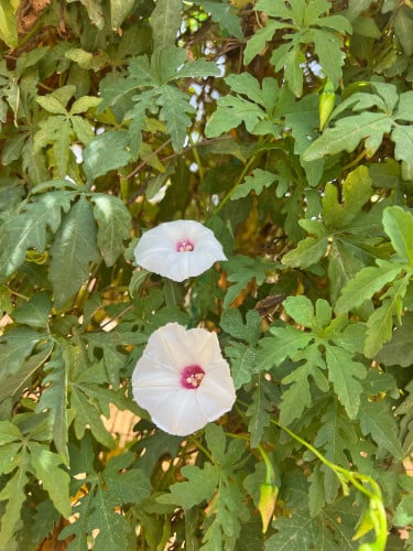 بذور ست الحسن البيضاء