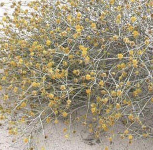 بذور عرفج كيلو