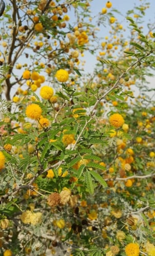 بذور طلح الفتنة