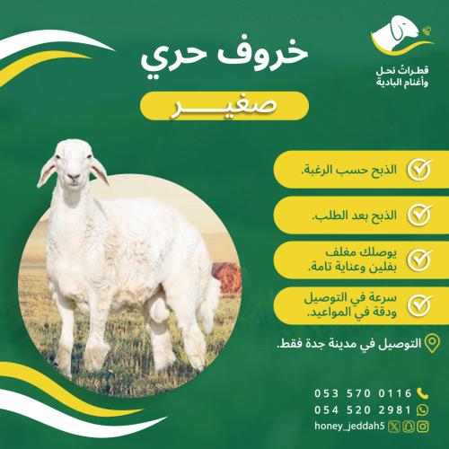 خروف حري صغير