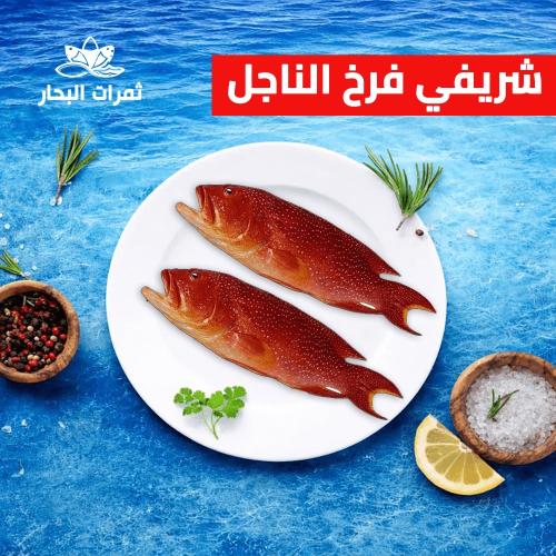 شريفي فرخ الناجل