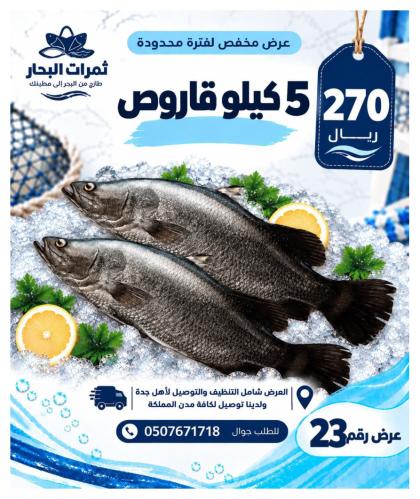 عرض 5 كيلو قاروص